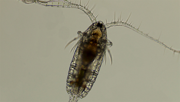 Anhand der Härchen auf ihren Antennen können Ruderfusskrebse kleinste Störungen im Wasser wahrnehmen und so Artgenossen oder auch Feinde erkennen. (Foto: Markus Holzner)