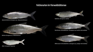 Artenvielfalt kann Ökosystem effizient machen   La biodiversité, gage de performance des écosystèmes