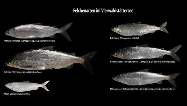 Artenvielfalt kann Ökosystem effizient machen