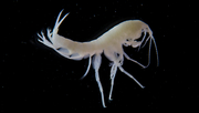 Niphargus auerbachi, einer der etwa 40 verschiedenen Flohkrebsarten, die im Schweizer Grundwasser leben. (Foto: Roman Alther, Eawag)