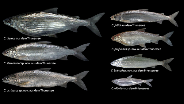 Die 7 Felchenarten aus Brienzer- und Thunersee (Fotos: Eawag, Oliver Selz)