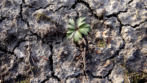 Kann die Erderwärmung nicht auf 1,5 °C beschränkt werden, werden etwa ein Drittel der Landfläche und ein Fünftel der Bevölkerung von Dürre betroffen sein. Foto: BAFU, Judith Grundmann