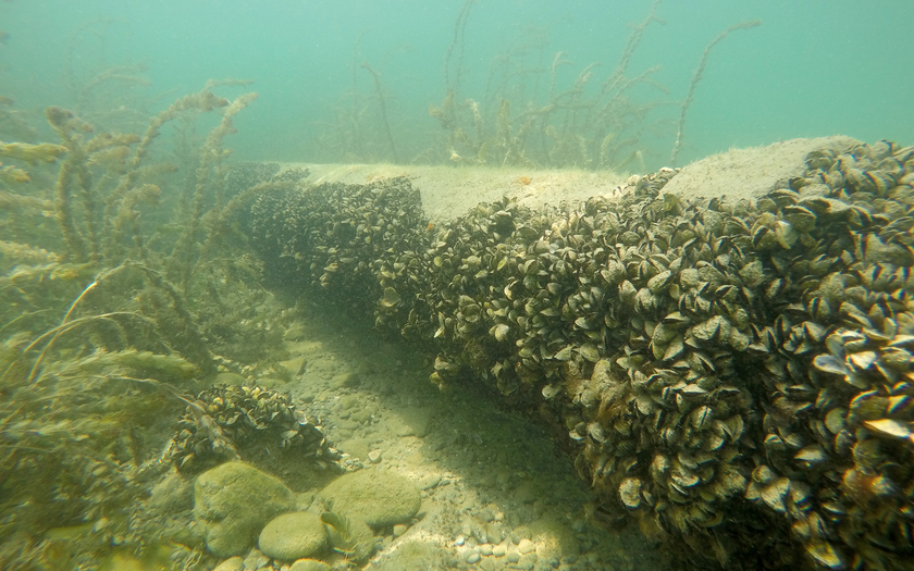 Filter und Wärmetauscher können Infrastrukturanlagen vor sich festsetzenden Muscheln schützen (Foto: Eawag, Linda Haltiner).