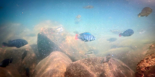 A species rich community of rocky reef cichlids (Photo: Ole Seehausen)