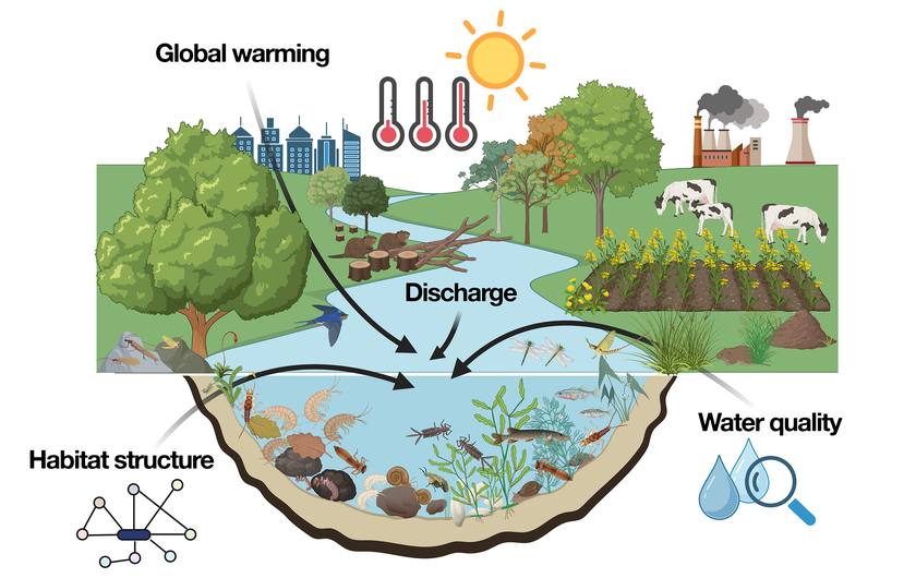 Habitat structure, discharge regimes and water quality influence the species composition of small invertebrates living on the bed of the water body – such as insect larvae, shrimps, snails, mussels and worms. Aquatic organisms thus act as bioindicators for the water quality. This study by Eawag is investigating the impact of global warming on the bioindicators (Created with BioRender.com). Habitat structure, discharge regimes and water quality influence the species composition of small invertebrates living on the bed of the water body – such as insect larvae, shrimps, snails, mussels and worms. Aquatic organisms thus act as bioindicators for the water quality. This study by Eawag is investigating the impact of global warming on the bioindicators (Created with BioRender.com).