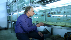 Ole Seehausen has been researching the speciation of the cichlid for 25 years.