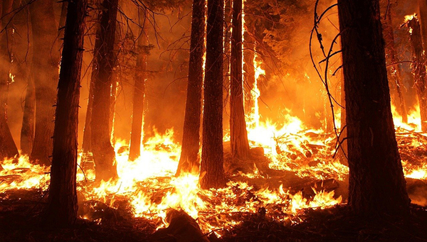 Forest fires, droughts or tropical storms are just a few examples of environmental disturbances. (Photo: Pixabay)