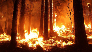 Forest fires, droughts or tropical storms are just a few examples of environmental disturbances. (Photo: Pixabay)