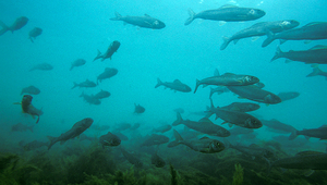 L’ombre (Thymallus thymallus) est menacé par le réchauffement climatique. Selon les populations, le degré de menace varie de «vulnérable» à «en danger critique d’extinction» en passant par «en danger» (Photo: Michel Roggo).