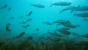 The grayling (Thymallus thymallus) is threatened by climate warming. Its endangerment status varies from “vulnerable” and “strongly endangered” to “threatened with extinction” depending on the populations (photo: Michel Roggo).