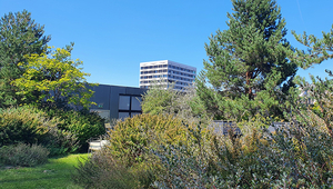 Rooftop garden areas, such as this one on the 6th floor of the Toni Molkerei (dairy) site in Zurich, can contribute a great deal to water retention in the city (Photo: Brigitte Kisseleff, ERZ) 