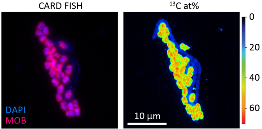 Links: Mikroskopische Visualisierung von MOB (pink) und anderer Mikroorganismen (blau) aus dem Zugersee mittels fluoreszierender Sonden. Rechts: Visualisierung schwerer Kohlenstoffatome (13C) in der Biomasse der MOB als Zeichen von deren Aktivität mittels NanoSIMS. Je wärmer die Farbe, desto mehr 13C wurde in die Bakterienzellen aufgenommen und desto aktiver waren sie. (© Sina Schorn/Max-Planck-Institut für Marine Mikrobiologie)
