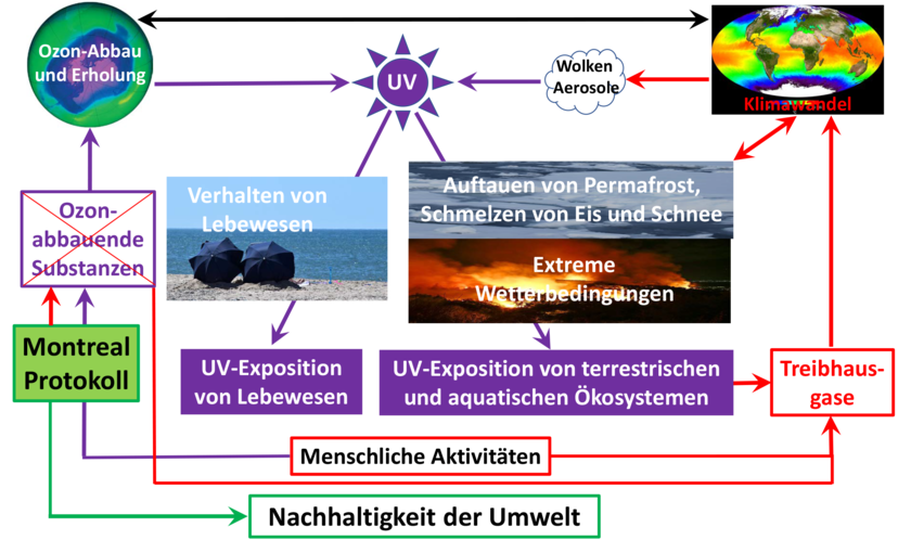 Wechselwirkungen zwischen der stratosphärischen Ozonschicht, dem Klimawandel und der UV-Exposition von Mensch und Umwelt.