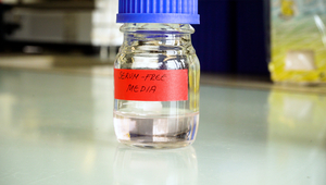 Le nouveau milieu se passe du sérum obtenu à partir de fœtus de veaux (photo : Leonardo Biasio, Eawag).