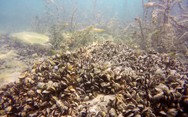 Cover picture: Quagga mussels in Lake Geneva. (Photo: Linda Haltiner, Eawag)