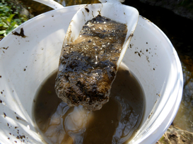 Sediment samples were collected from five small streams in intensively used agricultural catchment areas over a period of 8 months in 2017. (Photo: Centre Ecotox)