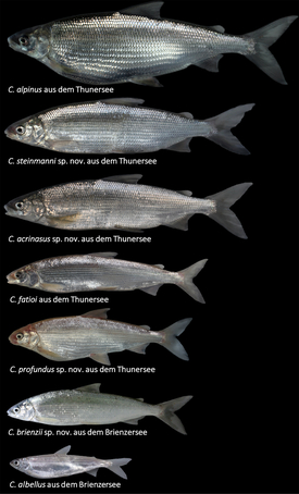 Les sept espèces de corégones endémiques des lacs de l'Oberland bernois, Thoune et Brienz. L'ajout sp.nov. (=espèces novae) désigne les quatre espèces nouvellement décrites. (Photos : Eawag) 
