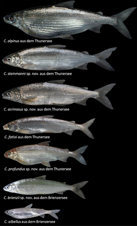 Die sieben Felchenarten aus Brienzer- und Thunersee. (Fotos: Eawag) 