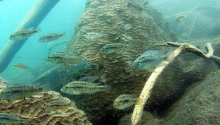 Cichlidés du genre Astatotilapia dans le lac Chala (Photo : Florian N. Moser)