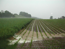 Bei Starkregen während der Anwendungsperiode können auch Pflanzenschutzmittel in Gewässer abgeschwemmt werden. 