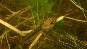 Kaulquappe eines Moorfroschs (Foto: © Team Räsänen)