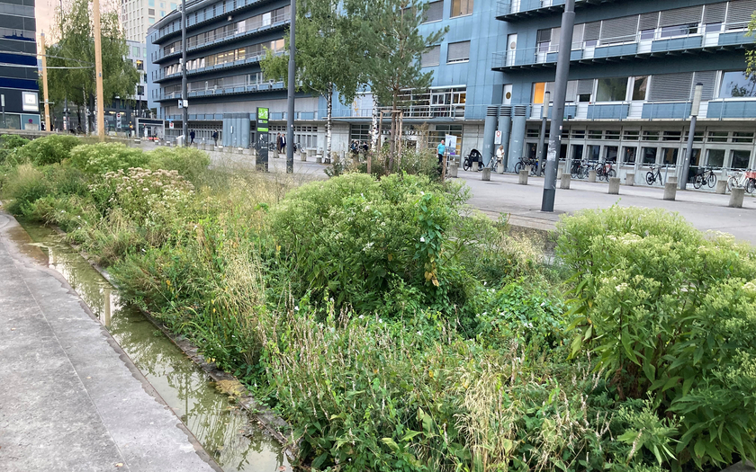 Blau-grüne Infrastrukturen können Trittsteine sein und Korridore bilden für die Verbreitung von Arten (Foto: Eawag, Francine von den Brandeler).