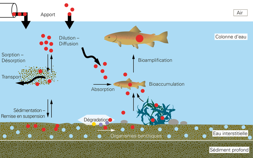Il est difficile d’évaluer l’occurrence et les effets des substances chimiques dans les sédiments car ils dépendent de plusieurs processus différents qui se déroulent souvent simultanément. La figure décrit le modèle conceptuel de la contamination dans le sédiment et la chaîne alimentaire. Bioamplification: accumulation d’un polluant dans les organismes successivement le long de la chaîne alimentaire. Bioaccumulation: accumulation d’un polluant dans un organisme suite à son absorption par la nourriture ou au contact de l’environnement. Organismes benthiques: organismes vivant dans ou sur le sédiment. (Graphique: Oekotoxzentrum / Peter Penicka, Eawag)