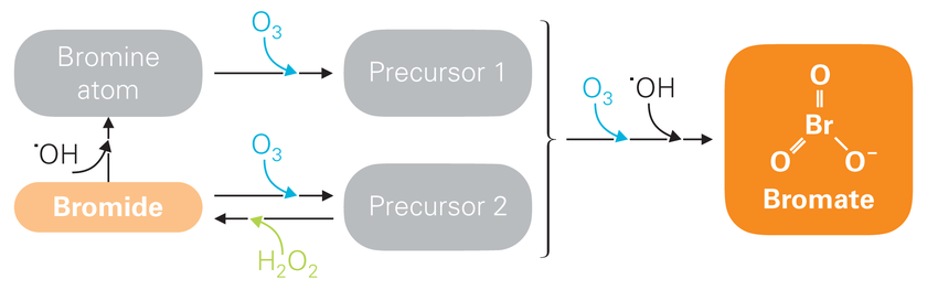 Fig. 2: The problematic compound bromate is formed as a result of a chemical reaction between bromide and ozone, involving various intermediate stages (highly simplified diagram). 