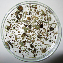 Conventional methods used to inventory macroinvertebrates are extremely time-consuming. (Photo: Eawag, Elvira Mächler)