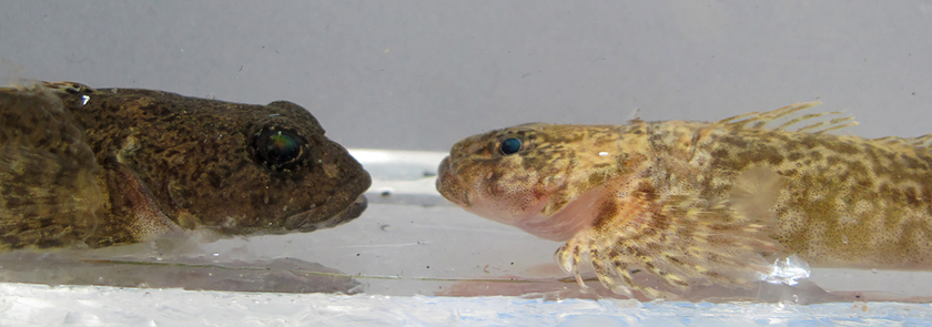 Zwei endemische Seengroppen aus dem Thunersee: Die litorale Aare-Seen Groppe (dunkel mit grossen hervorstehenden Augen) ist in den Seen des Aare-Systems endemisch, die profundale Thunersee Tiefseegroppe ist im Thunersee endemisch. (Foto: Ole Seehausen)