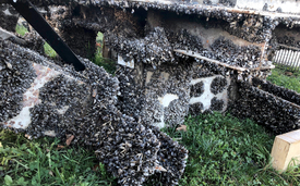 The quagga mussel feels at home on almost every kind of surface: seen here on the piles supporting the Bregenz lake stage. (Photo: Thomas Blank, Vorarlberg Department of Water Management)