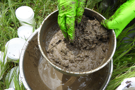 In der Strategie wird ausserdem die Vorbehandlung der Sedimentproben für die chemische Analyse erläutert. (Foto: Oekotoxzentrum)