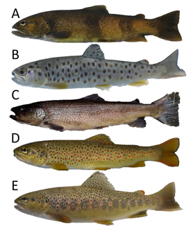 Les cinq lignées de truite de Suisse. A: Salmo rhodanensis (truite zébrée, Doubs); B: Salmo labrax (truite danubienne, Inn et affluents); C: Salmo marmoratus (truite marbrée, sud de la Suisse); D: Salmo cenerinus (truite adriatique, sud de la Suisse); E: Salmo trutta (truite atlantique).