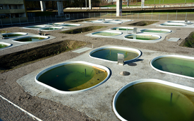Les bassins expérimentaux sur le site de l’Eawag à Dübendorf (ZH) offrent les conditions idéales pour étudier l’interaction entre les processus évolutifs et le basculement des écosystèmes. (Photo : Eawag, Peter Penicka) 