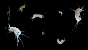 The species-rich amphipod genus Niphargus is only found underground, where it has survived all the ice ages. (Photos: Denis Copilaş-Ciocianu, Teo Delić)
