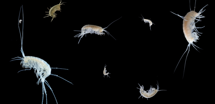 The species-rich amphipod genus Niphargus is only found underground, where it has survived all the ice ages. (Photos: Denis Copilaş-Ciocianu, Teo Delić)