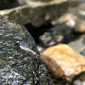 Auf sensible Kleinstlebewesen wie die Steinfliegen hat die Ufervegetation einen besonders grossen Effekt. Ihre Larven waren in den Proben der bewaldeten Bachabschnitte häufiger anzutreffen als in jenen der nicht-bewaldeten Standorte.  (Foto: Andreas Bruder, SUPSI)