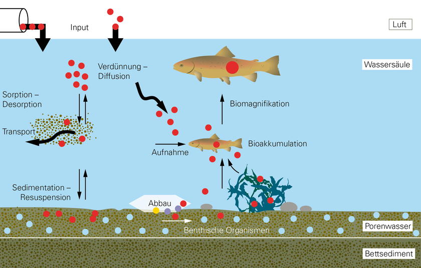 Der Verbleib und die Auswirkungen von Chemikalien in Sedimenten sind schwierig zu beurteilen, da verschiedene Prozesse beteiligt sind, die teilweise gleichzeitig ablaufen. Die Grafik beschreibt das konzeptionelle Modell der Kontamination im Sediment und in der Nahrungskette. Biomagnifikation: Anreicherung eines Schadstoffs in Organismen über die Nahrungskette. Bioakkumulation: Anreicherung eines Schadstoffs in einem Organismus durch die Aufnahme über die Nahrung oder aus der Umwelt. Benthische Organismen: Lebewesen, die in oder auf Sedimenten leben. (Grafik: Oekotoxzentrum / Peter Penicka, Eawag)