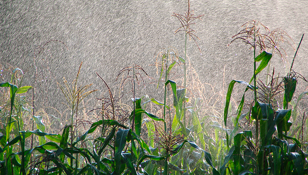 Abb.1: Der Anbau von Mais benötigt grosse Mengen Wasser. Je nach Berechnungsgrundlage variiert der Fussabdruck des grauen Wassers aber beträchtlich. (Foto: William Munoz/Science Source/Okapia)