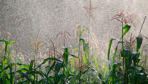 Fig.1: Large amounts of water are used in maize production. But assessments of the grey water footprint vary widely, depending on how it is calculated. (Photo: Okapia)