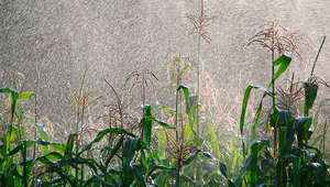 Fig.1 : La culture du maïs est très gourmande en eau. Selon le mode de calcul choisi, la part grise de l'empreinte hydrique varie cependant très fortement. (Photo : Okapia)