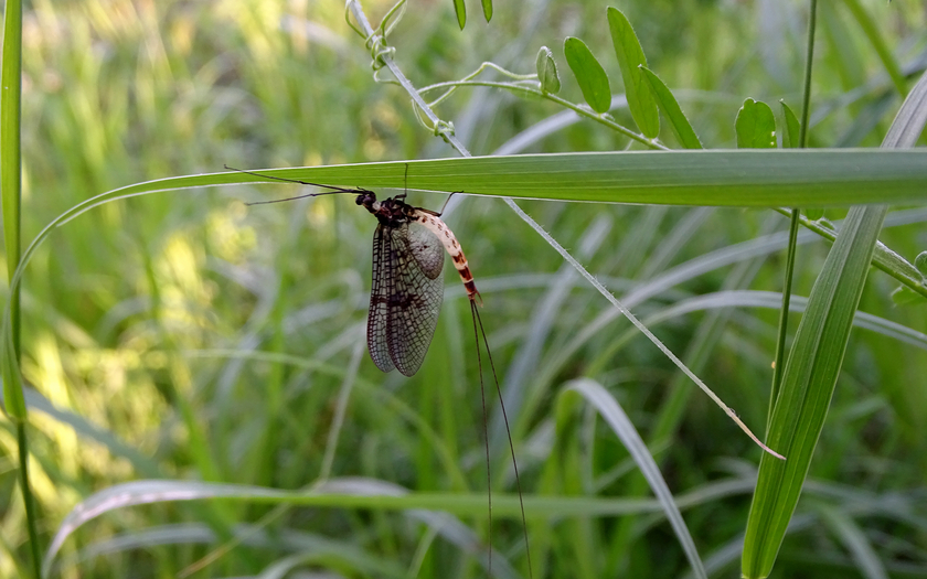 Invertebrates, such as this mayfly, are excellent indicators for monitoring water quality. (Photo: Senckenberg)