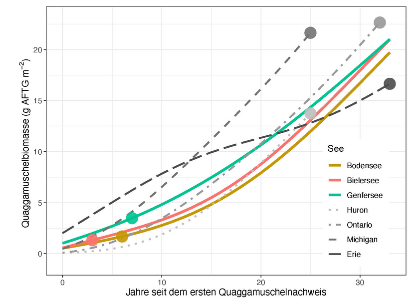Berechnete Biomasse der Quaggamuscheln pro Quadratmeter über einen Zeitraum von 33 Jahren seit dem ersten Nachweis. Die Punkte repräsentieren den Zustand im Jahr 2022. (Grafik: Kraemer et al., 2023, überarbeitet)