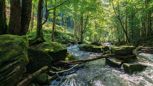 In forested areas, a lot of foliage enters the streams from all sides - with positive effects for the invertebrate river bugs in the water bodies. (Photo: iStockphoto / Mike Pellinni)