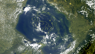Das Satellitenbild zeigt den Maracaibo-See in Venezuela am 7. Februar 2011. Die grünlichen Töne im See repräsentieren unter der Oberfläche wachsendes Plankton, primär Blaualgen. (Bild: ESA)