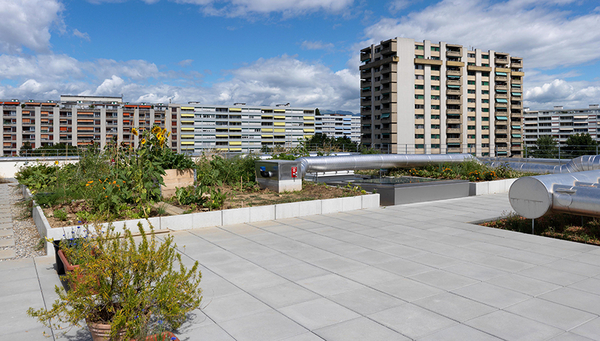 Jardin sur le toit de la coopérative d’habitation Équilibre à Genève, irrigué par de l’eau usée traitée (Photo: Eawag, Kayla Coppens).