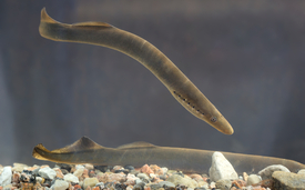 The river lamprey (Lampetra fluviatilis) belongs to the cyclostomes. The species is extinct in Switzerland. (Photo: Wikimedia / Tiit Hunt / CC BY-SA 3.0) LINK to: https://creativecommons.org/licenses/by-sa/3.0/