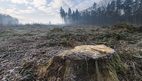 Photo: Piotr Szpakowski, Shutterstock