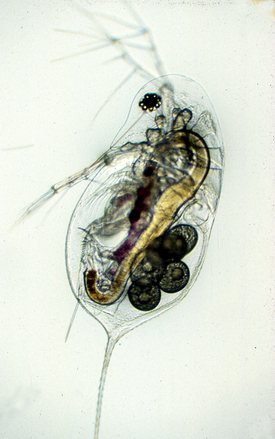 Die Wasserflohart Daphnia galeata (im Bild) hat die Art Daphnia longispina teilweise verdrängt. (Foto: Eawag)
