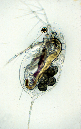 L’espèce d'invertébré Daphnia galeata (en photo) a en partie colonisé l’espèce Daphnia longispina. (Photo: Eawag)